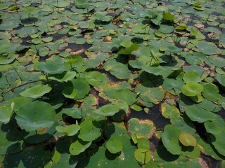 Nelumbo nucifera, Indian lotus plants