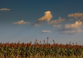 Milo field