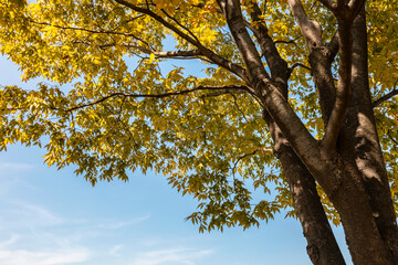Yellow tree leaf and sun image on blue sky background