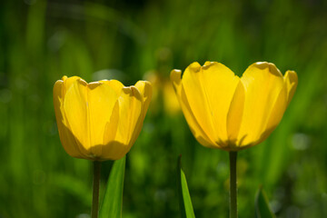 The garden tulip (lat. Tulipa gesneriana), of the family Liliaceae. Central Russia.