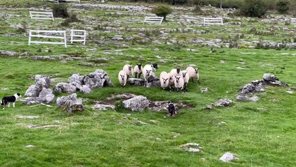 Four working sheep dogs are seen herding a flock of sheep in a field with green grass and large rocks