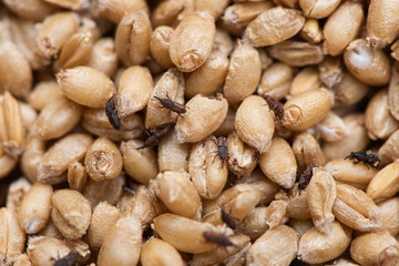 wheat weevil insect damaged wheat grain. © zhikun sun