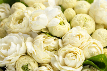 Jasmine flower for  background. Close up