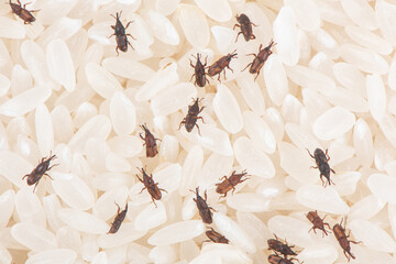 rice weevil insect damaged rice grain. © zhikun sun