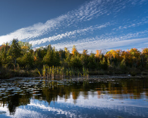 Clouds are reflected in the water along the tall grasses and lily pads along the shoreline.