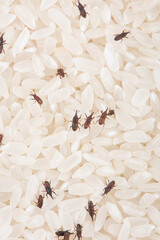 rice weevil insect damaged rice grain. © zhikun sun