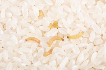 Indian mealmoth Plodia interpunctella Moth larva damaged rice grains.