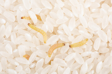 Indian mealmoth Plodia interpunctella Moth larva damaged rice grains.