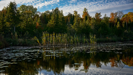 Tall grasses grow in a pond surrounded by lilies.