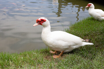 Free range duck farm. Natural organic duck