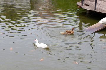 Fototapeta premium Free range duck farm. Natural organic duck