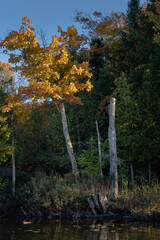 A birch's leaves begin to change colour by the water's edge.