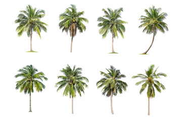 Isolated coconut tree on white background. The collection of coconut  trees.perfume.