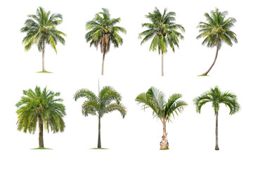 Isolated coconut tree on white background. The collection of coconut  trees.perfume.