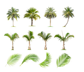 Naklejka premium Isolated coconut tree on white background. The collection of coconut trees.perfume.