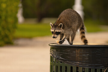 A raccoon (Procyon lotor) grabs food out of a trash can at a public park in Sarasota, Florida - obrazy, fototapety, plakaty