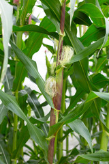 Young corn fruits on the corn field