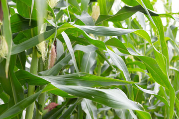 Young corn fruits on the corn field