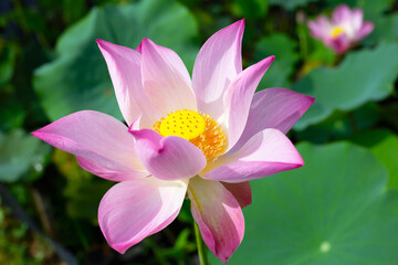 Fototapeta premium Pink lotus flower blooming in pond with green leaves