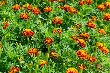 Marigold flower in the garden