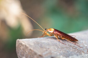 Cockroach on wooden, nature blurred background. Space for text input or advertising work for the cockroach concept that invades the house