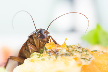 The problem in the house because of cockroaches living in the kitchen. Cockroach eating whole wheat bread on white background(Isolated background). Cockroaches are carriers of the disease.