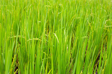 Fototapeta na wymiar Rice plant in rice field.