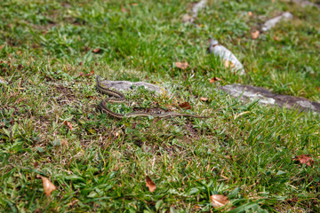 Snake on a rock in the grass