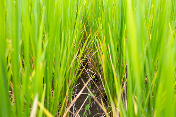 Obraz premium Rice plant in rice field.