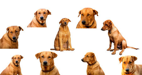 icon lovely Dog red on transparent background