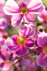 Fototapeta premium ピンクのシュウメイギク