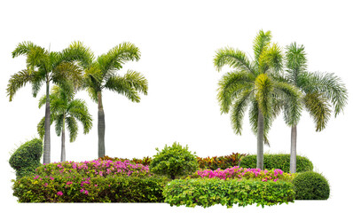 Fototapeta premium Colorful shrubs, ornamental plants, gardens or parks. isolated on transparent background cut path
