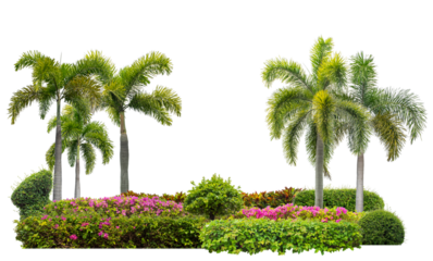 Colorful shrubs, ornamental plants, gardens or parks. isolated on transparent background cut path