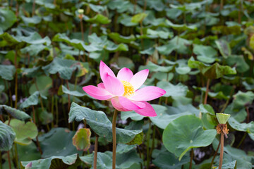 Pink lotus flower blooming in pond with green leaves