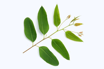 Eucalyptus leaves on white background.