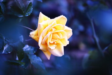 Fototapeta na wymiar 春の美しい黄色いバラの花