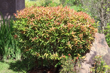 Cambodia. Photinia fraseri is a horticultural hybrid derived from Photinia naked and Photinia serrulata. It is an evergreen shrub or small tree, up to 5 m high and wide.