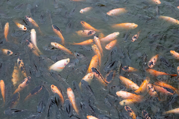 Red tilapia fish in the pond