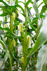 Obraz premium Young corn fruits on the corn field