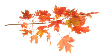 Orange  autumn leaves