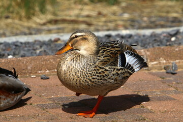 Birds in a city park on the seashore in Israel.