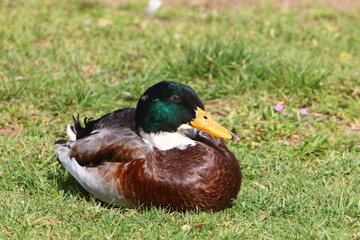 Birds in a city park on the seashore in Israel.
