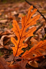 Autumn oak leaves on the ground
