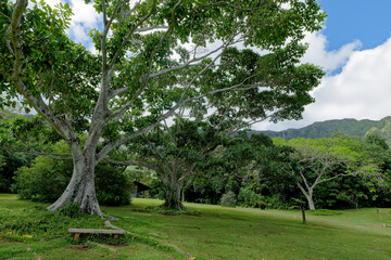 緑豊かなホオマルヒア植物公園の園内
