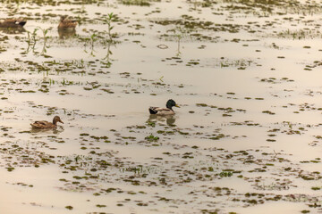 Mallard or wild duck (Anas platyrhynchos) in India