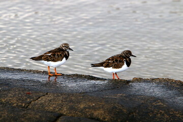 Birds in a city park on the seashore in Israel.