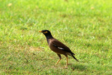 Birds in a city park on the seashore in Israel.