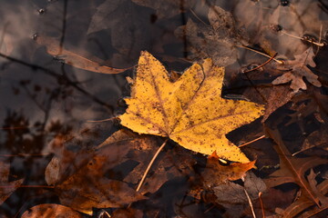 Yellow sweet gum leaf floating in water