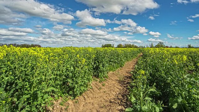 Yellow fields of blooming rapeseed oil on vast fields that are part of fuel production. Timelapse view with blue sky and floating white clouds