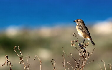 Birds in a city park on the seashore in Israel.